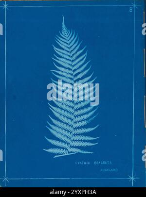 New Zealand Ferns Auckland, nuova Zelanda, Dobbie, H. B, 1880, botanica, opere pittoriche botaniche, felci, nuova Zelanda, felci opere pittoriche neozelandesi, stampe naturali nuova Zelanda, nuova Zelanda, libri rari del XIX secolo, Auckland War Memorial Museum Tāmaki Paenga Hira, Una rappresentazione splendidamente dettagliata di una felce, in particolare Cyathea dealbata, mostra le sue eleganti fronde con motivi intricati. La delicata struttura delle foglie è evidenziata, sottolineando la naturale simmetria e complessità della pianta. Sotto la felce, il nome e la posizione - Auckland - sono incisi, fornendo il contesto al suo o. Foto Stock