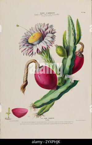 Flore d'Amérique, Parigi, Gihaud 1843-1846, America, opere pittoriche, piante, l'illustrazione presenta una vivace rappresentazione di un cactus fiorito, che mostra i suoi elementi intricati e colorati. Un grande fiore aperto, con delicati petali bianchi che circondano un centro giallo prominente, domina la sezione superiore. Sotto, lo stelo verde segmentato del cactus si estende verso il basso, adornato da frutti rossi luminosi, noti come fichi d'India, che si distinguono vividamente contro il verde. Uno dei frutti è parzialmente aperto, rivelando il suo interno carnoso. La scena è completata da un piccolo cuscinetto di cactus verde sulla le Foto Stock