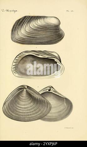 Le conchyliologiste universel, ou, figures des coquilles jusqu'à présent inconnues recueillies en divers Voyages a la mer du sud depuis l'année 1764, Parigi, A. Franck, libraire-éditeur, 1845, molluschi, opere pittoriche, l'illustrazione presenta una serie di rappresentazioni dettagliate di vari tipi di conchiglie dai molluschi bivalvi. Ogni guscio è raffigurato con linee intricate e ombreggiature, che mostrano la sua forma e consistenza uniche. Le conchiglie presentano una varietà di forme, da strutture allungate e curve a strutture più ampie e piatte. Questi rendering dettagliati evidenziano i motivi naturali e la linea di crescita Foto Stock