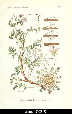 Lehrbuch der Botanik, Lipsia, quelle & Meyer, 1911, botanica, questa illustrazione presenta uno studio botanico della pianta Erodium cicutarium, comunemente nota come Cranesbill o Heron's Bill. Il rendering dettagliato evidenzia varie parti della pianta, tra cui foglie, fiori e strutture di semi. I delicati fiori sono mostrati insieme a diagrammi etichettati che raffigurano l'anatomia della pianta, compresi i dettagli delle cialde dei semi e delle formazioni delle foglie. La composizione enfatizza la natura complessa della pianta, mostrando le sue caratteristiche uniche come le foglie finemente divise e il caratteristico frassino Foto Stock