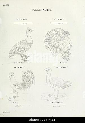 Tableau élémentaire d'ornithologie, ou, Histoire naturelle des oiseaux que l'on rencontre communément en France, Parigi, Tournelsen, 1806-1822 uccelli, raccolta e conservazione, Francia, Recueil de planches du tableau élémentaire d'ornithologie, l'illustrazione mostra una collezione di specie di uccelli della famiglia delle Gallinaceae, presentata in un formato strutturato. Ogni uccello è raffigurato in modo dettagliato e scientifico, enfatizzando le loro caratteristiche distinte. Foto Stock