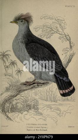 Pigeons, Edinburgh, W. H. Lizars, [etc, 1845?], piccioni, il giovane, Plinio, Un piccione a doppia cresta splendidamente illustrato, noto scientificamente come Columba dilophia, si aprono graziosamente su un ramo. L'uccello presenta un sorprendente piumaggio, caratterizzato da una miscela di grigi morbidi e neri ricchi con un pizzico di lucentezza iridescente. Il suo distintivo stemma è elegantemente disegnato, aggiungendosi al suo aspetto unico. Intorno al piccione, il lussureggiante fogliame indica il suo habitat nativo in New Holland, suggerendo un caldo ambiente tropicale. La composizione è incorniciata da delicati elementi botanici che ne esaltano l'insieme Foto Stock