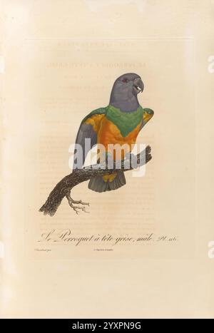 Histoire naturelle des perroquets A Paris chez Levrault an IX (1801) an XIII (1805) Poicephalus senegalus, Un pappagallo splendidamente illustrato appollaiato su un ramo, mostrando il suo vivace piumaggio con sorprendenti combinazioni di verde, giallo e arancione. La testa dell'uccello è decorata con piume scure, mentre il becco è robusto e curvo, ideale per la rottura dei semi. La cura dei dettagli è evidente nella delicata rappresentazione di ogni piuma, e l'elegante posizione del pappagallo suggerisce un mix di maestosità e curiosità. Intorno all'illustrazione è presente un testo descrittivo che aggiunge contesto a questa captiva Foto Stock