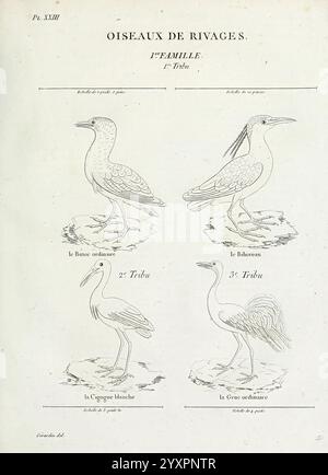 Tableau élémentaire d'ornithologie, ou, Histoire naturelle des oiseaux que l'on rencontre communément en France, Parigi, Tourneisen, 1806-1822, uccelli, collezione e conservazione, Francia, Recueil de Planches du tableau élémentaire d'ornithologie, questa illustrazione presenta una descrizione dettagliata di vari uccelli marini classificati nella stessa famiglia. Sono mostrati quattro tipi distinti di uccelli disposti in una composizione ponderata. Ogni specie è etichettata per l'identificazione, evidenziandone le caratteristiche e le forme uniche. Gli uccelli includono l'airone ordinario, l'amaro, la cicogna bianca e il Th Foto Stock