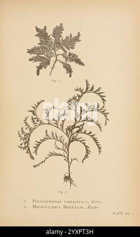 Sea Mosses, Boston, B. Whidden, 1893, Stati Uniti, alghe, Borealis, Microcladia, Polysiphonia parasitica, Un'illustrazione botanica che presenta due tipi distinti di alghe. Il primo esemplare, etichettato come ''Polysiphonia parasitica', mostra una struttura delicata e ramificata con dettagli fini che ne evidenziano il modello di crescita. Il secondo esemplare, ''Microcladia Borealis', presenta una disposizione più complessa, caratterizzata dalle sue fronde piume che si diffondono. Entrambe le illustrazioni sono meticolosamente rese per enfatizzare la complessità della loro forma, contribuendo allo studio della flora marina. La visua Foto Stock