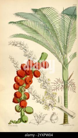 Curtis's Botanical Magazine, Londra, New York, illustrazione botanica, botanica, periodici, opere pittoriche, piante ornamentali, Areca baueri, Palmae, Norfolk Island, Norfolk Island betel Palm, Walter Wood Fitch, Curtis, Walter Hood Fitch, Australia, Rhopalostylis baueri, Kermadec Island Nikau, NZ species, Kermadec Islands, nuova Zelanda, l'illustrazione mostra una pianta tropicale caratterizzata da un'alta e snella palma adornata da eleganti fronde. A sinistra, un vivace gruppo di frutti rossi è appeso in modo prominente, mostrando le loro superfici lucide e le loro forme diverse. Intervallati tra i frutti sono de Foto Stock