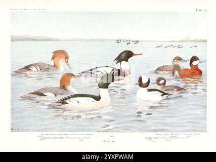 Birds of America v.1. New York, la University Society, 1923, Birds, Nord America, 59827, Oxyura jamaicensis, Mergus merganser, Mergus serrator Bucephala albeola, Mergus americanus, Erismatura jamaicensis, Una scena d'acqua serena presenta varie specie di anatre e uccelli acquatici che scivolano elegantemente sulla superficie. Prominente in primo piano è il vivace merganser maschile dal petto rosso, caratterizzato dal suo caratteristico corpo lungo e sottile e dal sorprendente piumaggio. Nelle vicinanze, un paio di comuni merganser mostra le loro linee graziose e i colori contrastanti. Sullo sfondo, una varietà di altre anatre, con Foto Stock