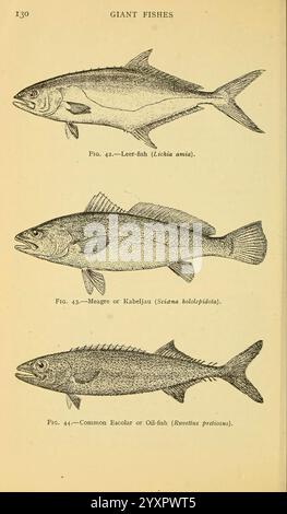 Field Book of Giant Fishes, New York, G. P. 1949, balene, Woods Hole, pesci, Lichia amia, Argyrosomus hololepidotus, Ruvettus pretiosus, l'illustrazione raffigura tre diverse specie di pesci, ciascuna etichettata con i rispettivi nomi e classificazioni. Nella parte superiore, è mostrato il pesce Leer (Lichia amia), caratterizzato dal suo corpo affusolato e dalla pinna dorsale prominente. Sotto di essa, la meagre o Kabeljauw (Sciaena umbra) presenta un corpo robusto e una forma allungata, nota per la sua linea laterale distintiva. Infine, l'Escolar comune o pesce-olio (Ruvettus praetextatus) è presentato in fondo, re Foto Stock