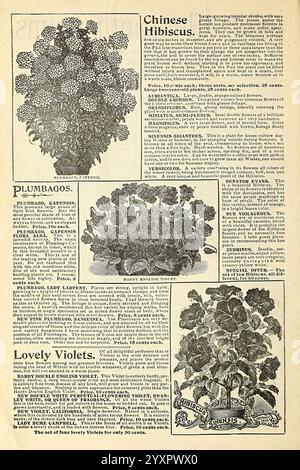 Le migliori case d'America piantano i miei fiori, perché non tu? Springfield, Ohio Baines, 1899 fiori semi cataloghi piante bulbi ornamentali piante cataloghi commerciali industria dei semi e commercio di giardini storie in fiore. Questa illustrazione presenta varie specie di piante con descrizioni dettagliate e informazioni sulla cura. In cima c'è un ingresso per ''Hibiscus Cinese', che mette in evidenza i suoi grandi fiori tropicali e il valore ornamentale. Sotto di esso, sono esposti i 'Plumbagos', sottolineando i loro fiori blu vibranti e l'idoneità per i giardini. Il testo include anche una varietà specifica nota come ''Plumbago, Capens Foto Stock