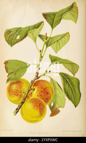 Il fiorista e pomologo e giardiniere periferico London pubblicò per i proprietari dalla sig. Kent & Co. 1880 Flower Gardening Fruit culture Gardening Great Britain periodici, Un ramo con tre prugne gialle mature conosciute come ''Plum Harriet', adornato con lussureggianti foglie verdi. Le prugne sono caratterizzate da una pelle liscia e caratteristiche macchie rossastre, che suggeriscono maturità e sapore. L'illustrazione dettagliata mette in evidenza la bellezza naturale sia della frutta che del fogliame, creando un'attraente rappresentazione visiva di questa particolare varietà di frutta. Foto Stock