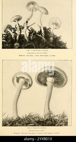 Il libro dei funghi. New York, 1901, funghi da cucina, funghi, l'immagine presenta due tipi di funghi, ciascuno visualizzato con una descrizione dettagliata. La prima sezione mostra il Worry Hygrophorus, noto per le sue qualità commestibili, sottolineando il diametro del cappuccio e la lunghezza dello stelo per l'identificazione. La seconda sezione presenta il Pholiota primitivo, anch'esso commestibile, con misure simili per il suo cappuccio e stelo. Entrambe le varietà sono collocate su uno sfondo testurizzato, evidenziandone forme e caratteristiche distinte, fondamentali per il foraggiamento e per scopi culinari. Foto Stock