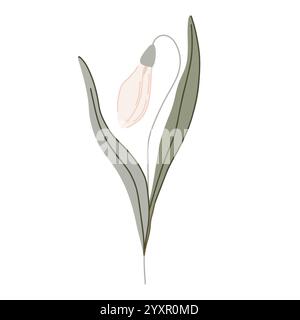 Elegante illustrazione botanica piatta disegnata a mano con delicati fiori vettoriali di gocce di neve con morbide foglie verdi. Lo stile minimalista ha forme organiche e. Illustrazione Vettoriale