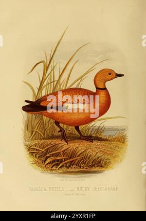 Il libro degli uccelli di Cassell, Petter e Galpin, [1875?]. Birds, Tadorna ferruginea, Ruddy Shelduck, Un'illustrazione dettagliata di un ripiano rugginito, che mostra il suo caratteristico piumaggio marrone-arancio. L'uccello si staglia graziosamente su una costa erbosa, con il suo sottile collo elegantemente tenuto alto. Le sue ali sono piegate ai lati, mostrando un pizzico di sfumature più scure. Sullo sfondo, le dolci onde di un corpo d'acqua sereno suggeriscono un habitat tranquillo. I dettagli intricati evidenziano i segni unici dell'uccello e la sua bellezza naturale, aggiungendo al suo fascino generale. L'opera d'arte cattura l'essenza di questo speci Foto Stock