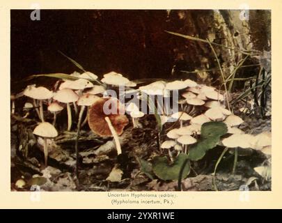 Il libro dei funghi N. Y,1920, funghi, funghi, commestibili, il Giardino Botanico di New York, funghi da cucina, Un gruppo di funghi, caratterizzati da una varietà di forme e dimensioni, emerge da un pavimento della foresta adornato da foglie e ramoscelli. I funghi mostrano una gamma di colori, con alcuni cappelli che mostrano tonalità calde, mentre altri presentano un aspetto più leggero. Il verde lussureggiante circonda i funghi, accentuandone la presenza in questo ambiente naturale. La scena riflette un tranquillo ambiente boschivo, evidenziando la bellezza dei funghi commestibili, in particolare Hypholoma incertum, noto per il suo fascino unico Foto Stock