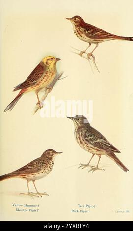 Uccelli britannici nei loro stregoni, Londra, Dutton, 1922, Gran Bretagna, uccelli, Anthus pratensis, prato, Emberiza citrinella, Anthus trivialis, pipito degli alberi, Anthus petrosus, pipito di roccia, yellowhammer, l'illustrazione presenta quattro specie distinte di condotte e fringuelli, ciascuna meticolosamente resa per l'identificazione. In alto a sinistra si trova il martello giallo, caratterizzato dalle parti inferiori gialle e dalla schiena striata, arroccato graziosamente su un ramoscello. Accanto ad esso, il Pipetto del prato mostra una tavolozza più sottile con i suoi toni marroni terrosi e le striature sottili, che appaiono vigili e in posizione. Al di sotto di te Foto Stock