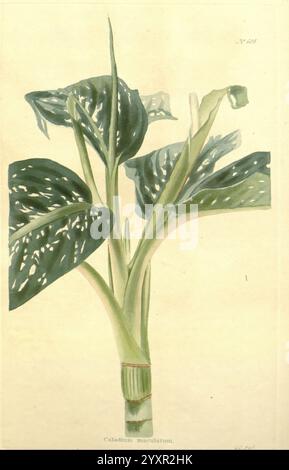 Il gabinetto botanico London John & Arthur Arch 1817-1833.jpg, l'illustrazione mostra una pianta di marantifolium al Caladio, che mostra le sue foglie sorprendentemente variegate. Le foglie sono larghe e dalla forma graziosa, adornate da accattivanti motivi di verde e bianco. Emergendo dalla base, un gruppo di steli sani supporta il fogliame, evidenziando l'aspetto vibrante e lussureggiante della pianta. I delicati dettagli delle venature a foglia e della consistenza enfatizzano la sua bellezza naturale, rendendola un'elegante rappresentazione di questa specie tropicale conosciuta per il suo fascino ornamentale. Foto Stock