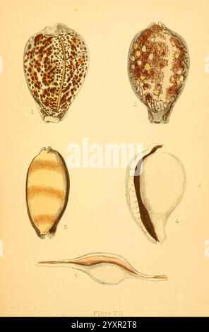 Bellissime conchiglie 1856, conchiglie, molluschi, l'illustrazione mostra una collezione di cinque conchiglie distinte, ciascuna meticolosamente etichettata con numeri che ne indicano le caratteristiche uniche. 1. La prima conchiglia mostra un ricco schema di macchie e linee, combinando toni terrosi che evocano un vibrante habitat oceanico. 2. La seconda conchiglia presenta intricati motivi che ricordano il merletto, mostrando delicati dettagli indicativi della sua specie. 3. La terza conchiglia presenta audaci strisce orizzontali di crema e marrone, evidenziando un design semplice ma sorprendente. 4) il quarto guscio è caratterizzato da un liscio, Foto Stock