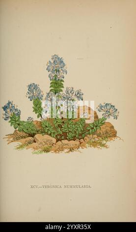 La flora delle Alpi, Londra, J. C. Nimmo, 1896-1900, alpi, floras, piante di montagna, piante, Svizzera, questa illustrazione raffigura un gruppo di piante in fiore identificate come Veronica nummularia, comunemente nota come pennywort o speedwell strisciante. La pianta è caratterizzata da delicati fiori blu disposti in densi ammassi su sottili steli verdi. Le foglie sono piccole e arrotondate, formando una base lussureggiante che contrasta con il terreno roccioso su cui è raffigurata la pianta. L'illustrazione cattura la bellezza naturale dei fiori e i loro colori vivaci, evidenziando gli intricati dettagli dei petali Foto Stock