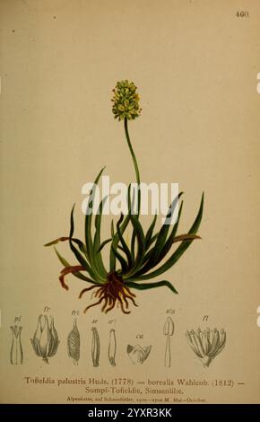 Atlas der Alpenflora, Vienna, Alpenvereins, 1882, Alpi, atlanti, piante di montagna, questa illustrazione mostra la pianta Trifolium pulchrum, comunemente nota come trifoglio settentrionale. La pianta è raffigurata con la sua struttura a foglia e la testa fiorita, che mostrano la disposizione di foglie e steli che sostengono il grappolo fiorito. Sotto la rappresentazione principale, ci sono diagrammi dettagliati che rappresentano varie parti della pianta, compresi petali e altri elementi floreali, ciascuno etichettato come riferimento. L'opera evidenzia i dettagli botanici essenziali per l'identificazione e lo studio di questa spe Foto Stock