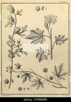 Monadelphiae, classis, dissertationes, decem, Parisiis, apud F.A. Didot, 1785-1790, piante, spermatofita, opere pittoriche, un'illustrazione botanica che mostra varie parti di una pianta in fiore. L'immagine mostra una disposizione dettagliata di foglie, steli e fiori con etichette chiare che identificano ciascun componente. Il design intricato include più angoli e fasi di crescita, evidenziando l'anatomia della pianta, inclusi boccioli di fiori e cialde di semi. Il layout generale enfatizza le caratteristiche botaniche, rendendolo una rappresentazione educativa della specie in questione. Foto Stock