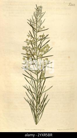 Curtis's Botanical Magazine London New York etc. Illustrazione botanica periodici botanici opere pittoriche piante ornamentali Curtis Australia Acacia linifolia tassonomia: Family= Fabaceae John Curtis, Un'illustrazione botanica dettagliata raffigurante una pianta snella e verticale caratterizzata da lunghe e strette foglie verdi disposte in modo lineare. La pianta presenta delicati ammassi di piccoli fiori pallidi vicino alla sommità, mostrando una struttura simmetrica e raffinata. Lo sfondo è leggermente strutturato, migliorando l'attenzione sui dettagli intricati della pianta, comprese le vene fini delle foglie e del Foto Stock