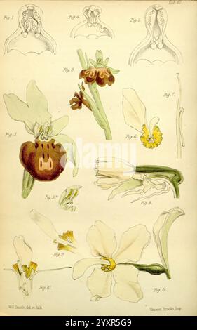 Journal of Botany, British and Foreign. Londra, Robert Hardwicke, 1863-1942. Botanica, Gran Bretagna, periodici, piante, questo studio botanico illustrato presenta varie descrizioni dettagliate di strutture floreali e morfologie. La disposizione presenta diverse figure, ciascuna etichettata con numeri che indicano diverse parti dei fiori. Foto Stock