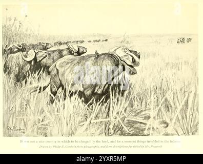 Africano, selvaggina, sentieri, Londra, John, Murray, 1910 anni, caccia, Uganda, descrizione, e, viaggiando, Africa, Oriente, Una tranquilla scena rurale presenta una mucca pacificamente riposata tra alte erbe e canne. La mucca, con la sua postura rilassata, è parzialmente oscurata dal fogliame circostante, creando un legame intimo con la natura. Sullo sfondo, i suggerimenti di altri animali o elementi del paesaggio sono lievemente visibili, contribuendo a creare un ambiente tranquillo. La composizione evidenzia un senso di calma e semplicità, mettendo in mostra la bellezza della vita pastorale. Inoltre, un'iscrizione in un artista Foto Stock