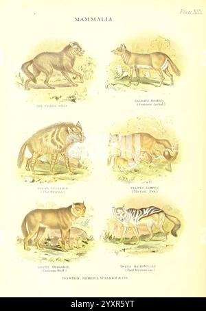 The Living World Boston, Samuel Walker & Co, 1868-1870, c1868, antropologia, opere pittoriche, zoologia, mammiferi, mammiferi, lupi, lupi della prateria, coyote, Canis latrans, sciacallo comune, Canis aureus, Sacalius aureus, sciacallo asiatico, sciacallo dorato eurasiatico, sciacallo dorato, Hyaena vulgaris, Hyaena hyena, iena striata, iena, Vulpes alopex, Canis alopex, volpe di carbone, lupus vulgaris, lupo comune, Thous mesomelas, l'illustrazione mostra varie specie di mammiferi classificati sotto ''Mammalia''. Ogni raffigurazione presenta animali distinti, tra cui il lupo oscuro, la martora europea, il lupo indiano, la A. Foto Stock