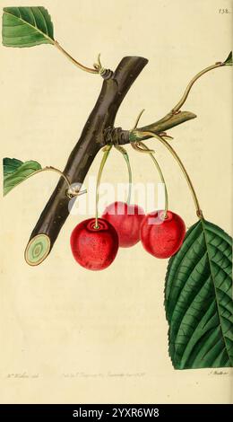 La rivista Pomological London J. Ridgway Fruit culture Great Britain periodici lig botanany Prunus Downton Cherry, l'illustrazione presenta un ramo di un albero di ciliegio, adornato con vivaci ciliegie rosse appese delicatamente da esso. Il frutto, lucido e rotondo, contrasta splendidamente con il bruno ricco del ramo. Intorno alle ciliegie ci sono grandi foglie verdi testurizzate che mostrano venature prominenti e un bordo leggermente seghettato. La composizione complessiva evidenzia la bellezza naturale e i dettagli delle ciliegie e del loro fogliame, sottolineando un legame armonioso tra il frutto e il PL Foto Stock