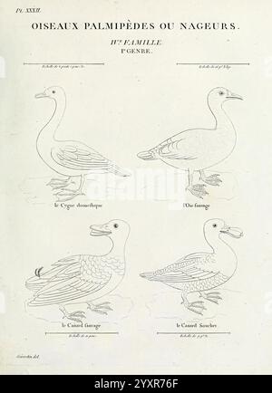 Tableau élémentaire d'ornithologie, ou, Histoire naturelle des oiseaux que l'on rencontre communément en France, Parigi, Tournelsen, 1806-1822 uccelli, raccolta e conservazione, Francia, Recueil de Planches du tableau élémentaire d'ornithologie, l'illustrazione presenta una collezione di uccelli acquatici della famiglia dei palmipesi, che mostra quattro specie distinte. Ogni uccello è raffigurato in profilo, evidenziandone forme e caratteristiche uniche. Foto Stock