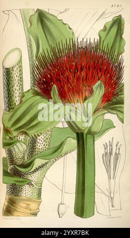 Curtis's Botanical Magazine, Londra, New York, Botanical Illustration, Botany, periodici, opere pittoriche, piante ornamentali, Curtis, uno studio botanico illustrato in modo complesso che mostra una pianta impressionante con grandi e ampie foglie verdi che cullano un vibrante gruppo di punte floreali rosso brillante. La rappresentazione dettagliata evidenzia la struttura e l'anatomia della parte fiorita e dello stelo, con schizzi aggiuntivi della struttura della pianta e dei componenti riproduttivi sul lato. Questa opera d'arte sottolinea la bellezza e la complessità uniche di questa specie particolare, rivelando i suoi lussureggianti foli Foto Stock