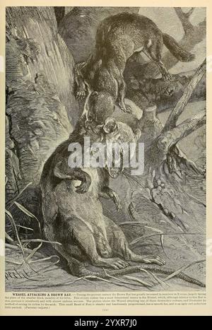 Brehm's Life of Animals, volume 1, Mammalia Chicago, Marquis, 1895. Ratto, Weasel, mammiferi, ratto bruno, almeno Weasel, comportamento animale Ratto norvegese, Rattus norvegicus, Mustela nivalis, in una scena dinamica incastonata tra i rami di un albero, una donnola è raffigurata a metà attacco su un ratto marrone. La donnola, caratterizzata dal suo corpo allungato e dalle sue caratteristiche affilate, regge con coraggio sulle gambe posteriori, afferrando il ratto con tenacia. Il topo, catturato alla sprovvista, mostra uno sguardo di angoscia mentre il suo corpo è parzialmente orientato verso lo spettatore. Intorno a questo momento intenso ci sono raffigurazioni dettagliate della corteccia dell'albero e. Foto Stock