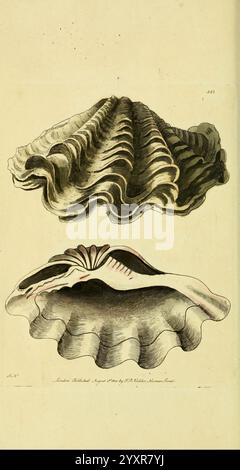 Descrizioni e illustrazioni di molluschi, molluschi, opere pittoriche, l'illustrazione presenta due raffigurazioni dettagliate di un mollusco bivalvo, che mostrano la sua struttura a conchiglia unica. La vista superiore evidenzia l'esterno liscio e scanalato con eleganti curve, sottolineando la texture e i motivi naturali presenti sulla sua superficie. La vista inferiore fornisce uno sguardo all'interno, rivelando la delicata colorazione e la forma del corpo morbido all'interno del guscio. Questa rappresentazione scientifica cattura la bellezza e la complessità della vita marina, illustrando le complessità del design del mollusco. Foto Stock