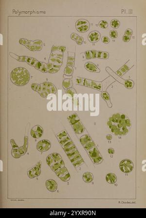 Étude critique et expérimentale sur le polymorphisme des algues, Genève, Georg, 1909. Alghe, morfologia, l'illustrazione presenta una varietà di organismi microscopici, che mostrano le loro diverse strutture e forme. Ogni sezione etichettata presenta forme cellulari distinte, comprese forme allungate, circolari e irregolari, che riflettono la complessità del polimorfismo biologico. L'uso dell'ombreggiatura verde evidenzia i diversi componenti all'interno di questi organismi, sottolineando caratteristiche quali pareti cellulari e strutture interne. La disposizione in modo sistematico suggerisce uno studio mirato alla classificazione Foto Stock