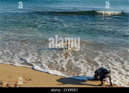 Miami, Tarragona, Spagna - 15 dicembre 2024 - Cocker di colore marrone che corre fuori dal mare con un bastone di bambù Foto Stock
