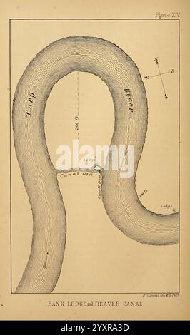 Il castoro americano e le sue opere. Philadelphia, J.B. Lippincott & Co, 1868 Beavers, Woodshole. L'illustrazione raffigura una mappa dettagliata della Bank Lodge e dell'area del Beaver Canal. Il punto focale centrale è un canale tortuoso che forma una curva allungata, suggerendo un corso d'acqua naturale. Vari contrassegni geografici ed etichette indicano posizioni come ''Bank Lodge'' in alto a sinistra e ''Beaver Canal'' in basso. La mappa include indicatori di direzione, con una rosa bussola posizionata nell'angolo superiore destro, che mostra il nord in alto. Il design complessivo presenta linee distinte che rappresentano la c Foto Stock
