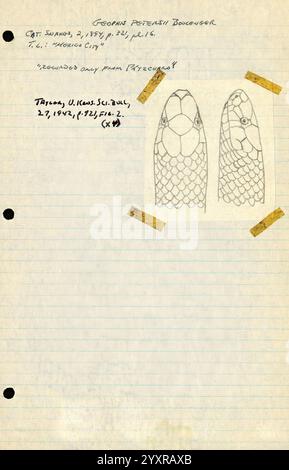 Note sul campo, Messico. 1949-1950. Aquila Ciudad de Mexico Coahuayana Colima, Neva de Diary Note di campo Frogs Guadalajara Herpetologists Herpetology Jalisco la Barranca de Navidad la Placita Lizards Maquili Maruata Messico città del Messico Michoacan Morelia illustrazioni scientifiche Snakes Taxcode Alarcon Turtles Archives Snake Field book Archives Illustration Drawing Geophis Petersii James Arthur Peters Taxonomy Pantumare il centro di San Serpente di San Serpente, immagine di due scale di San Serpente: Le scale sono complicate Foto Stock