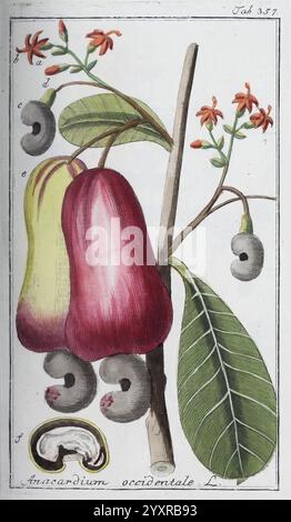 Icones Plantarum Medicinalium, Nürnberg, auf Kosten der Raspischen Buchhandlung, 1779-1790, botanica, medica, opere pittoriche, l'illustrazione mostra la pianta di anacardi, Anacardium occidentale L. in evidenza sono due distinte mele di anacardi, una gialla e una rossa, attaccate al gambo principale. Sotto ogni mela, è visibile il caratteristico anacardi, racchiuso in un guscio a forma di rene. Piccoli gruppi di delicati fiori rossi emergono dai rami, sottolineando le caratteristiche riproduttive della pianta. Le ricche foglie verdi sono ampie e lucide, circondano i frutti e si aggiungono all'insieme Foto Stock