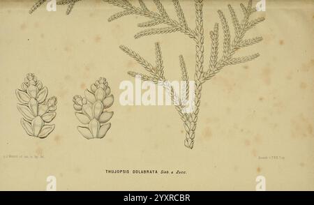 Tuinbouw-flora van Nederland en zijne overzeesche bezittingen Leyden A. W. Sythoff 1854-1856 piante Paesi Bassi periodici colonie Thujopsis dolabrata, l'illustrazione presenta una rappresentazione dettagliata della pianta *Thujopsis dolabrata*, comunemente noto come il falso cedro. Prominente al centro è un ramo con delicate foglie simili a una scala che sono disposte in uno schema piuma. Sotto il ramo sono raffigurate due distinte strutture coniche, che mostrano la loro forma allungata e la loro consistenza. Il design complessivo mette in risalto le caratteristiche botaniche, enfatizzando gli intricati dettagli dei foli Foto Stock