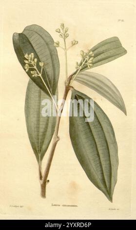 The, botanico, cabinet, Londra, John, e, Arthur, Arch, 1817-1833, Un'illustrazione botanica mostra una descrizione dettagliata del ramo di una pianta di Lantana, identificata come Lantana camara. L'illustrazione evidenzia le foglie allungate e testurizzate caratterizzate da venature prominenti e una finitura lucida. Piccoli gruppi di delicati fiori bianchi emergono dal ramo, circondati da fioriture verdi in erba. La composizione generale enfatizza i dettagli intricati della struttura delle foglie e gli elementi floreali in erba, mostrando la bellezza di questa specie nella sua forma naturale. Foto Stock