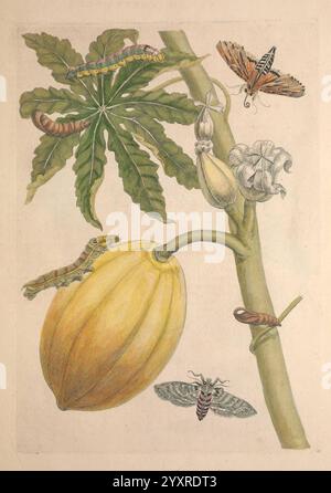 Maria Sybilla Merian, over de voortteeling en Wonder baerlyke veranderingen der Surinaamsche Insecten, t'Amsterdam, di Jean Frederic Bernard, 1730, botanica, insetti, Suriname, Maria Sibylla Merian, Maria, Sibylla, Merian, Maria Sibylla Merian, donne della scienza, l'illustrazione mostra una dettagliata rappresentazione di una pianta di papaya, che mostra un grande frutto giallo appeso a un gambo verde. Intorno alla papaia si trovano varie fasi dei caterpillars sulle foglie, evidenziando l'intricata relazione tra gli insetti e la loro pianta ospite. Due falene, con motivi distintivi sulle ali, sono caratteristiche Foto Stock