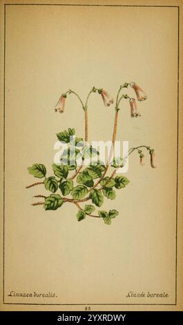 Choix de plantes de l'Europe centrale et particulièrement de la Suisse et de la Savoie Genève, F.. Richard,1878, Europa, centrale, opere pittoriche, impianti, Savoia, Francia e Italia, Svizzera, il New York Botanical Garden, Linnaea borealis, Una delicata illustrazione della Linnaea borealis, comunemente nota come twinflower, con steli sottili adornati con fiori rosa a forma di campana. Le foglie sono piccole, arrotondate e rigogliose, disposte a coppie lungo lo stelo. Lo sfondo evidenzia gli intricati dettagli della pianta, mostrando l'aspetto aggraziato e la bellezza naturale di questa specie boschiva. Essere Foto Stock
