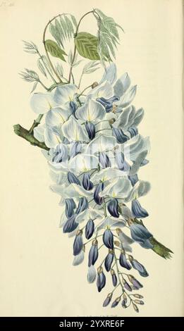 Flora conspicua, Londra, Longman, Rees, orme, Brown, and Green, 1826, Inghilterra, fiori, opere pittoriche, piante, ornamentali, The New York Botanical Garden, William Clark, Glycine sinensis, Wisteria sinensis, Wisteria sinensis, Wisteria, botanica, Un delicato gruppo di glicine in fiore è agevolmente appeso a un gambo ramificato. I fiori mostrano una bella sfumatura dal blu pallido al viola ricco, ogni petalo delicatamente formato e leggermente traslucido. Tra i fiori si alternano sottili foglie verdi, che creano un vibrante contrasto con i fiori. La composizione complessiva cattura l'eleganza della natura, mostra Foto Stock