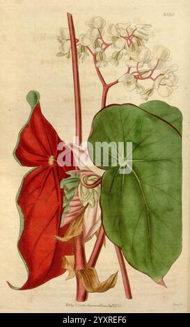 Curtis's Botanical Magazine London New York Botany Periodicals Pictorial Works Taxonomy Family= Begoniaceae Curtis, questa opera d'arte mostra un'impressionante illustrazione botanica di una pianta di begonia, caratterizzata dalle sue foglie verdi vibranti e rosse profonde. La composizione presenta più foglie di varie forme e consistenze, con una grande foglia verde a forma di cuore, ben visibile accanto a una più piccola foglia rossa brillante adornata da motivi intricati. Delicati fiori bianchi emergono da steli sottili, aggiungendo un tocco di eleganza alla disposizione. Lo sfondo suggerisce il naturale habita della pianta Foto Stock