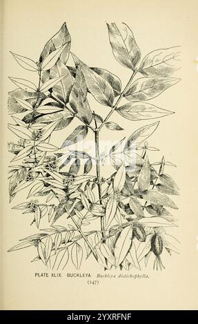 Sud, selvatico, fiori e, alberi, New York, Stokes, [1901], botanica, fiori, sud, stati, alberi, Marian Ellis Rowan, donne, in, Science, un'intricata illustrazione raffigurante l'albero di Buckley, scientificamente conosciuto come Bucklyra distichophylla. L'opera d'arte presenta una serie di foglie verdi allungate e appuntite, disposte simmetricamente lungo rami sottili. Piccoli gruppi di fiori possono essere visti vicino alla base delle foglie, evidenziando le caratteristiche botaniche di questa specie. Sotto l'illustrazione, un'etichetta indica il numero di targa e il nome dell'impianto, aggiungendo un tocco accademico al de Foto Stock