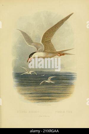 Il libro degli uccelli di Cassell, Petter and Galpin, [1875?] Uccelli, terna comune, Sterna hirundo, Una terna comune scivola con grazia sopra un corpo d'acqua scintillante, le sue ali si estendono molto. Il caratteristico berretto nero dell'uccello e l'impressionante becco arancione aggiungono un tocco di colore alla sua forma affusolata, in quanto sembra pronto a tuffarsi nelle profondità sottostanti. Sullo sfondo, si possono vedere diverse altre terne, sagomate contro le sfumature morbide del cielo e dell'acqua. La scena cattura l'eleganza e l'agilità di questi uccelli marini nel loro habitat naturale, incarnando lo spirito della fauna costiera. Foto Stock