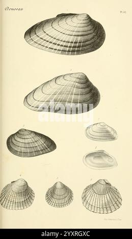 Bibliothèque, conchyliologique, Parigi, A. Franck, 1845-1846, conchiglie, molluschi, Una serie di conchiglie meticolosamente illustrate, che mostrano varie vedute e orientamenti. La collezione evidenzia i complessi motivi e forme caratteristici di ogni shell, disposti in verticale. Le linee e le curve dettagliate rappresentano diverse specie, enfatizzando le loro strutture e simmetrie uniche. Ogni guscio è numerato, fornendo un riferimento ai tipi specifici raffigurati, arricchendo lo studio della malacologia e offrendo uno sguardo sulla diversità della vita marina. Foto Stock