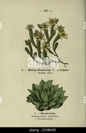 Fiori di strada e boschi Londra F. Warne 1895 botanica Gran Bretagna identificazione fiori selvatici sedum acro sempervivum tectorum sempervivum houseleek hauswurz succulente crassulaceae inflorescenza saxifragales, l'illustrazione presenta due specie di piante distinte. Foto Stock