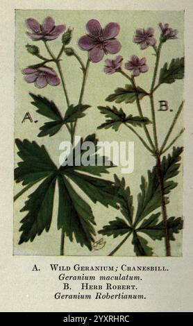 Wild Flowers East of the Rockies, New York,1910, Stati Uniti, Wildflowers, l'illustrazione presenta due esemplari vegetali distinti etichettati A e B. A mostra il Wild Geranium, noto anche come Cranesbill (Geranium maculatum), caratterizzato dai suoi delicati fiori rosa-viola e dalle foglie verdi profondamente lobate. B raffigura Herb Robert (Geranium robertianum), noto per i suoi fiori più piccoli e il caratteristico fogliame. Entrambe le piante sono esposte con i loro nomi botanici chiaramente indicati, evidenziando la loro bellezza naturale e il loro significato botanico. Foto Stock