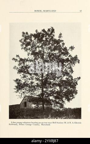 Maryland Nut Nurseries, Bowie, Maryland, Washington, Maryland Nut Nurseries, [1917], Bowie, Maryland, cataloghi, Pecan Tree, alberi di noce, vivaio orticoltura, Garden Stories, Un giovane albero di noce pecan si trova in posizione prominente vicino a una struttura modesta, probabilmente un edificio di servizio associato alla vicina Bell Station della W. & B. A. Electric Railroad nella contea di Prince George, Maryland. L'albero, sano e prospero, contrasta con l'aspetto rustico e intempestivo dell'edificio, evidenziando una scena che riflette l'armonia tra la natura e le infrastrutture dell'inizio del XX secolo. Vegetazione circostante Foto Stock